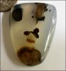BLACK SKIN AGATE DESIGNER CABOCHON (INDIA) � 36.26 CT.